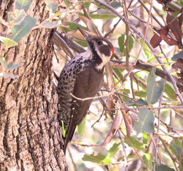 Arizona Woodpecker male Madera 1_7_2014